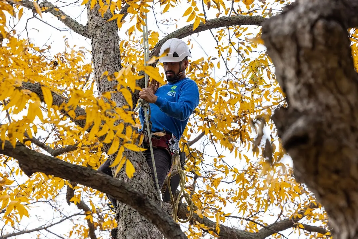 Skilled Tree Trimming crew working in Acme